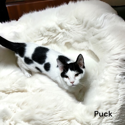 Puck, an adoptable Domestic Short Hair in Cumberland, MD_image-1