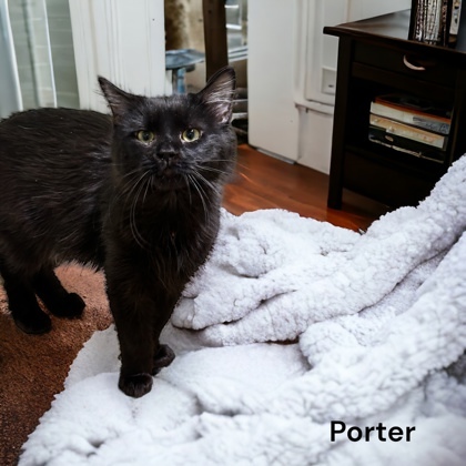 Porter 1