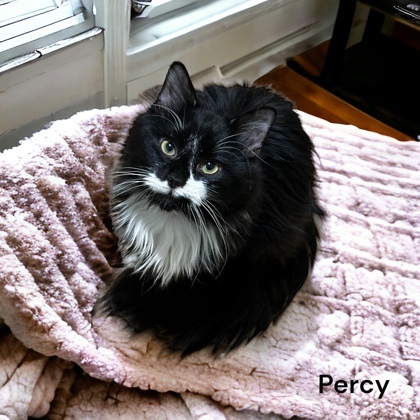 Percy, an adoptable Domestic Long Hair & Domestic Short Hair Mix in Cumberland, MD_image-1