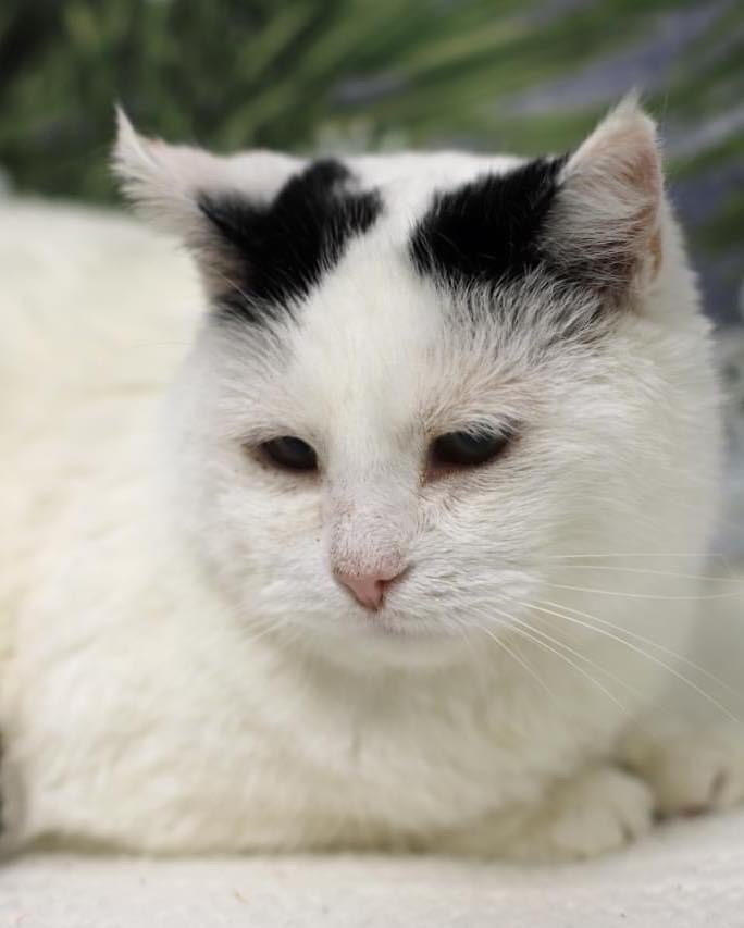 Cat for adoption Fifi, a Domestic Short Hair in Midland, MI Petfinder