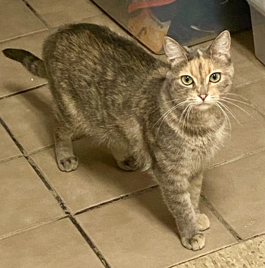 River, an adoptable Domestic Short Hair in Heber City, UT, 84032 | Photo Image 1