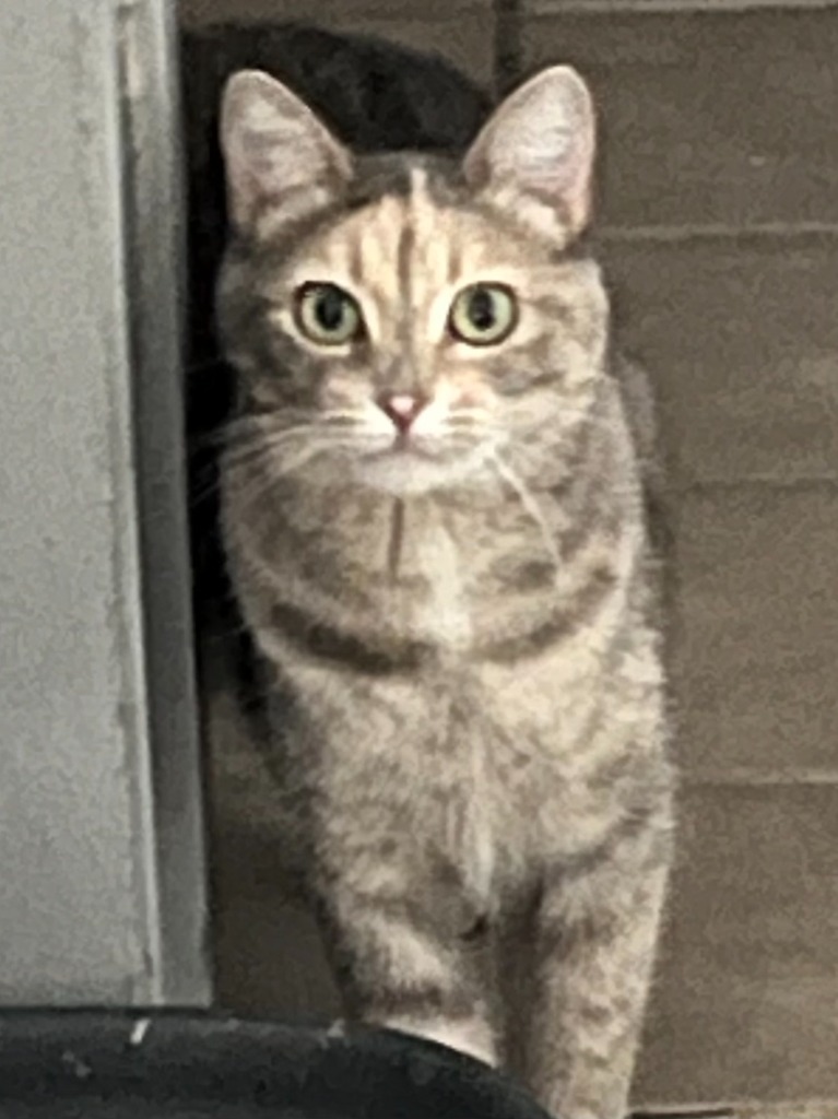 River, an adoptable Domestic Short Hair in Heber City, UT, 84032 | Photo Image 4