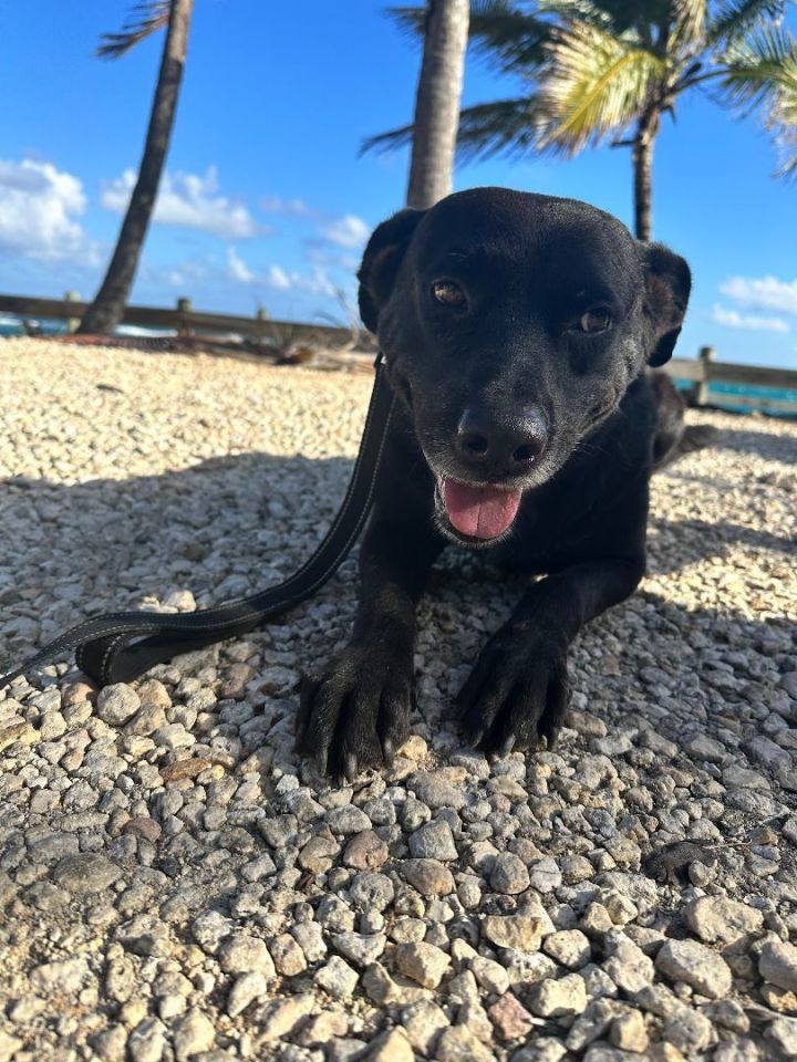 Pepo, an adoptable Black Labrador Retriever in Loiza, PR_image-1