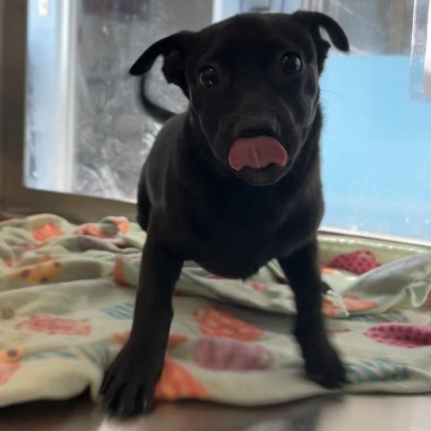 Pixie, an adoptable Mixed Breed in Las Cruces, NM, 88012 | Photo Image 6