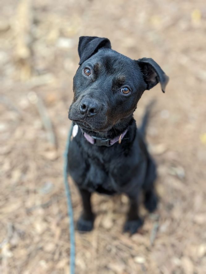 Patterdale terrier 2024 cross staffy