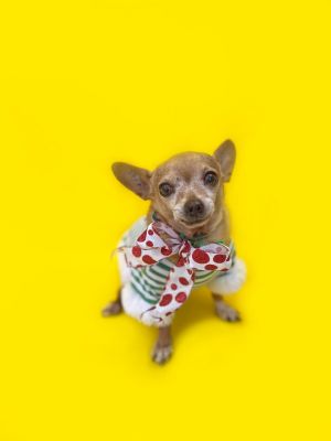 Little Peanut-ADOPT Me! Chihuahua Dog