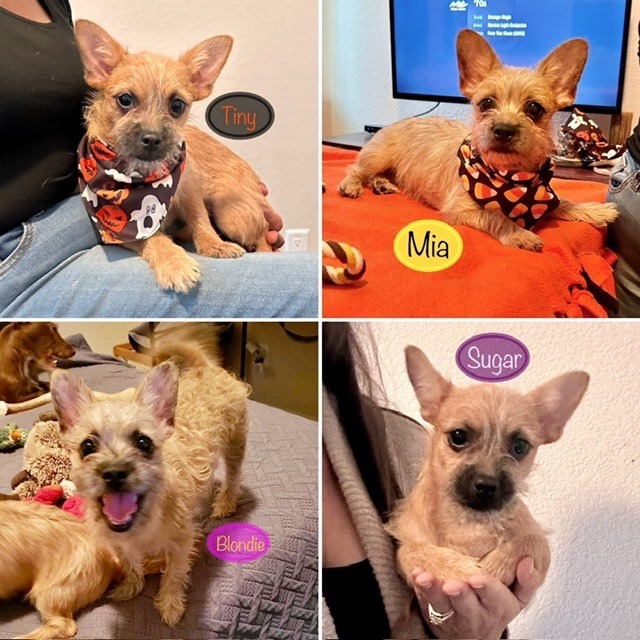 Sugar, Blondie, Tiny, and Mia - Adopt or Foster to adopt