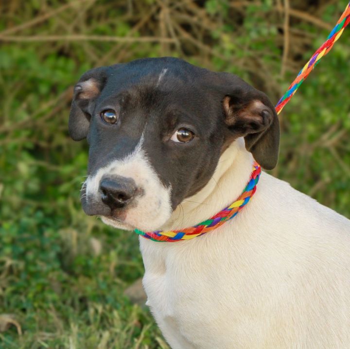 Dog for adoption Clarissa a Labrador Retriever Mix in Richfield