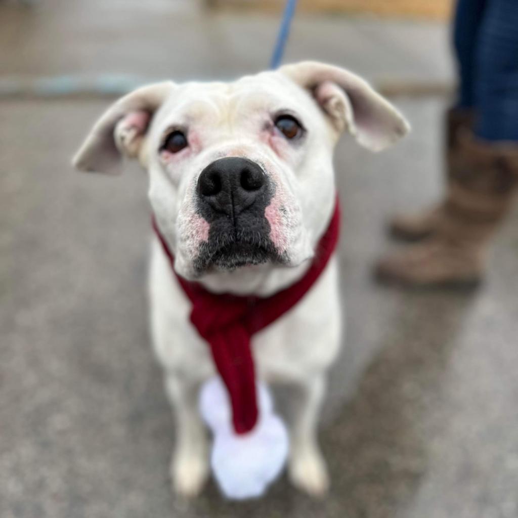Jessie, an adoptable Mixed Breed in Huntington, WV, 25704 | Photo Image 1