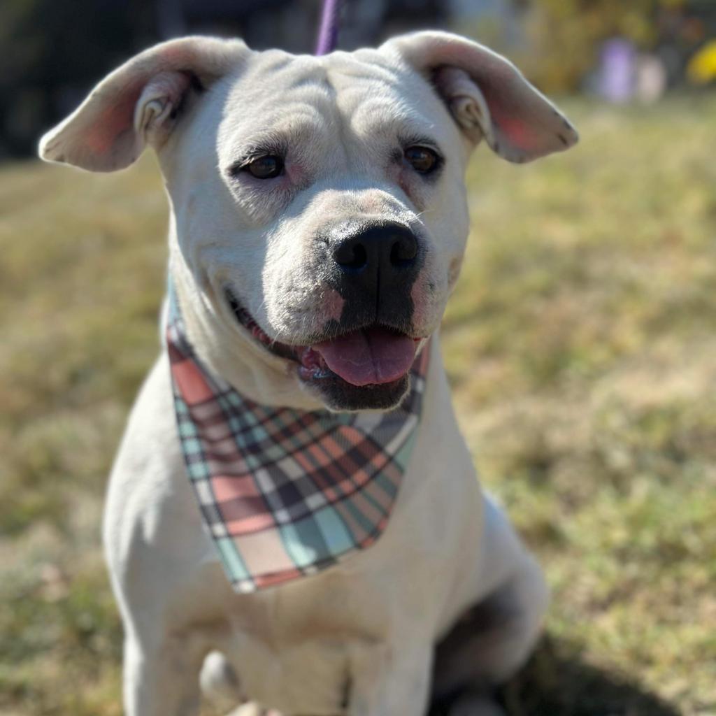 Jessie, an adoptable Mixed Breed in Huntington, WV, 25704 | Photo Image 2