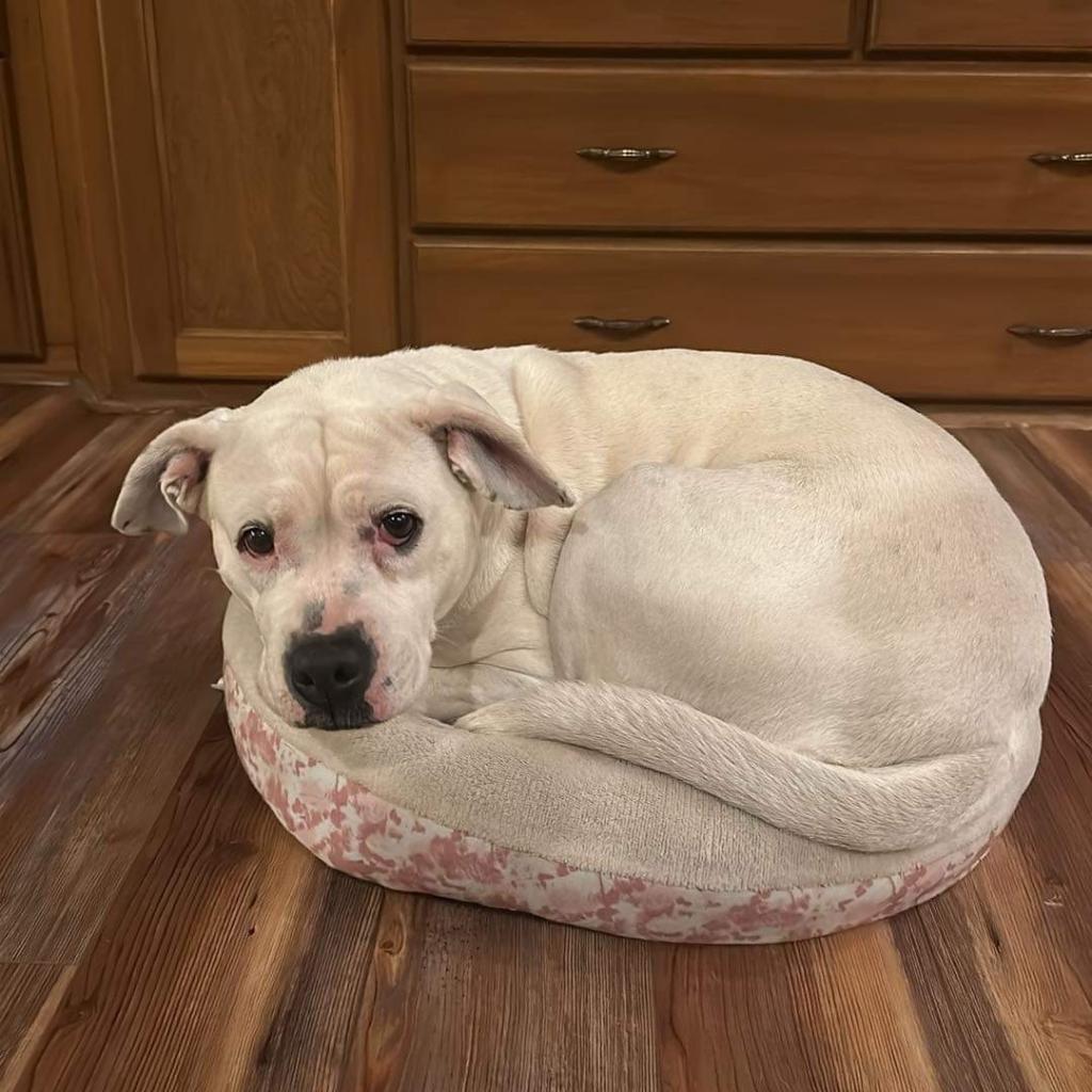Jessie, an adoptable Mixed Breed in Huntington, WV, 25704 | Photo Image 3
