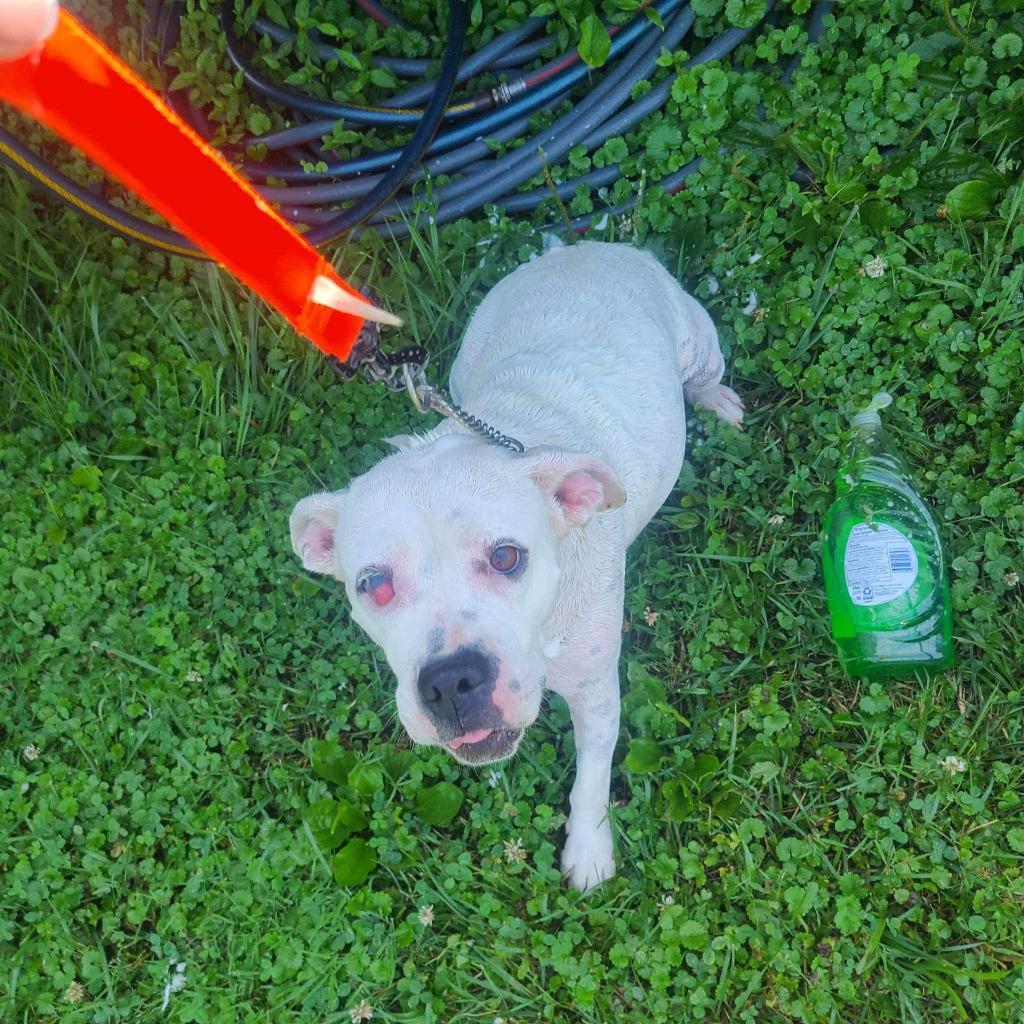 Jessie, an adoptable Mixed Breed in Huntington, WV, 25704 | Photo Image 4