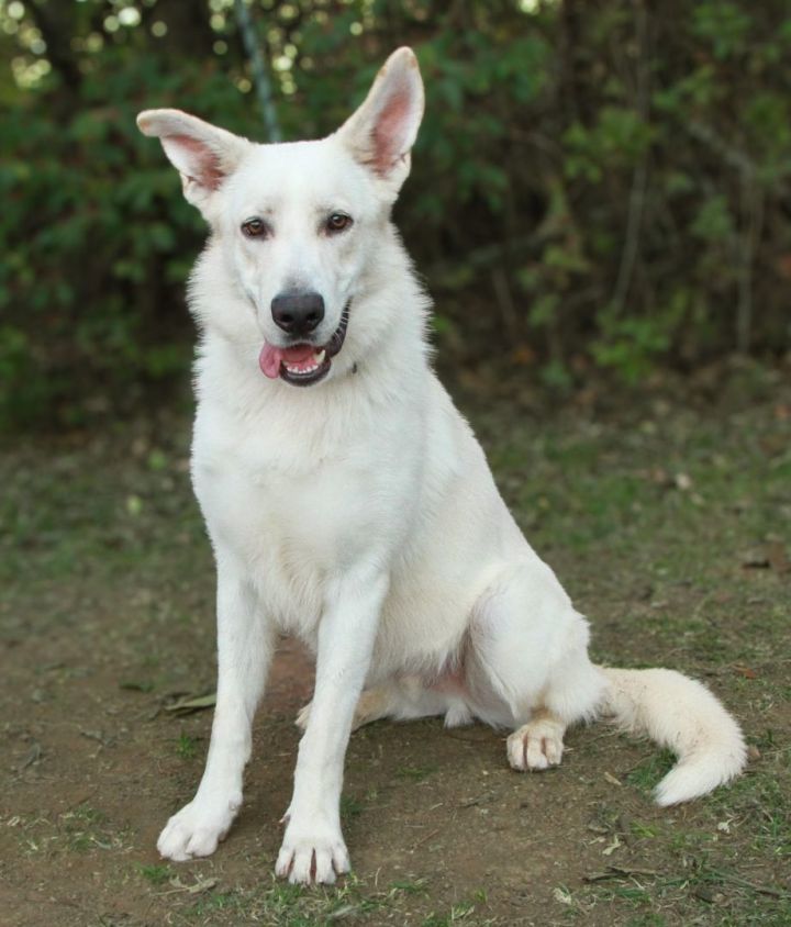 Short haired hotsell white german shepherd