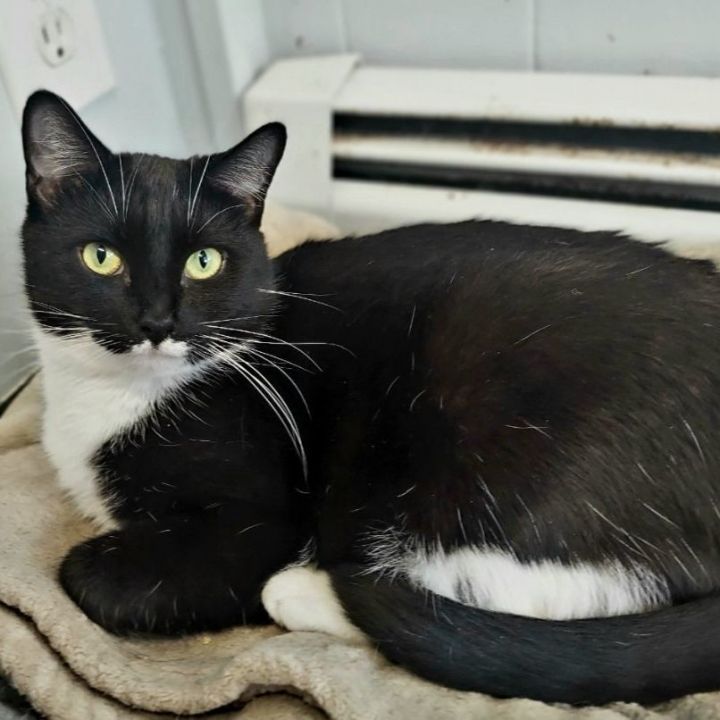 Lily, an adoptable Domestic Short Hair in Warwick, RI_image-1