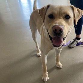 BUTCH 9 month old male yellow Lab neutered 55 lbs Background Butch was initially purchased from
