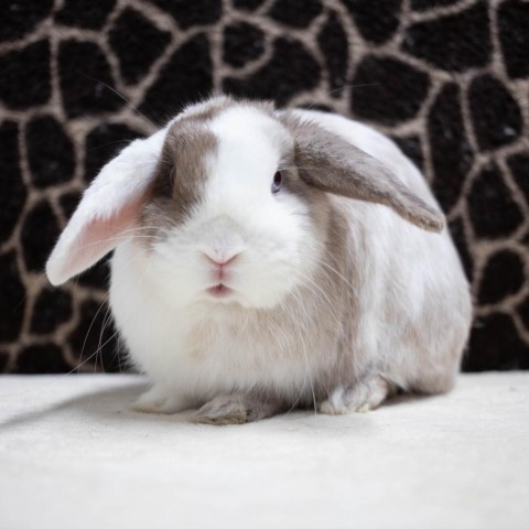 Harlequin lop best sale eared rabbit