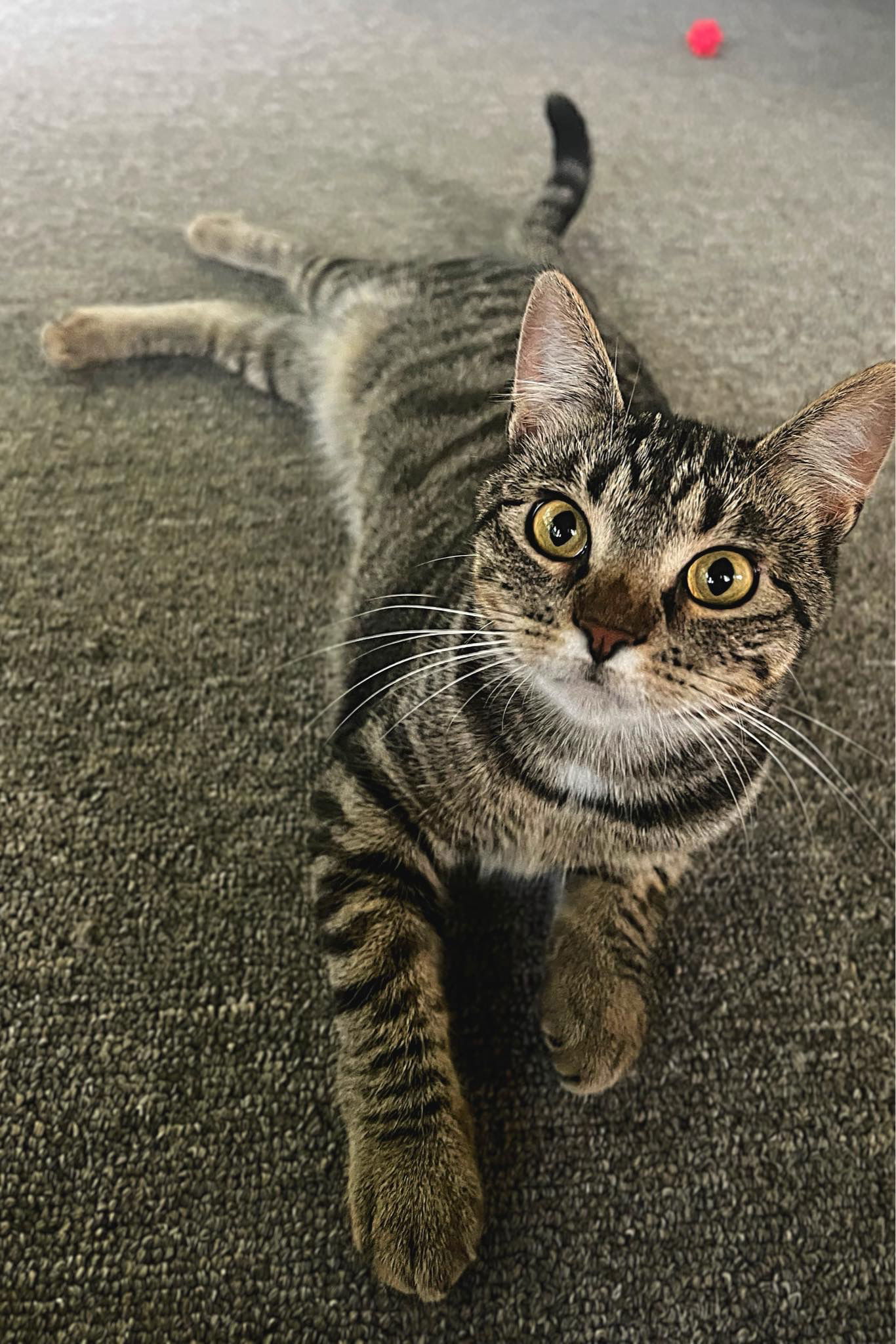 Edith, an adoptable Tabby, Domestic Short Hair in Mankato, MN, 56001 | Photo Image 1