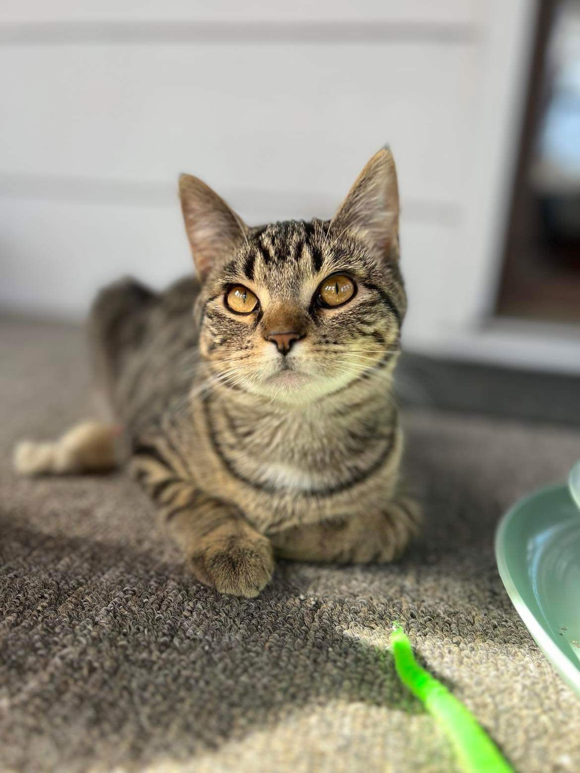 Edith, an adoptable Tabby, Domestic Short Hair in Mankato, MN, 56001 | Photo Image 2