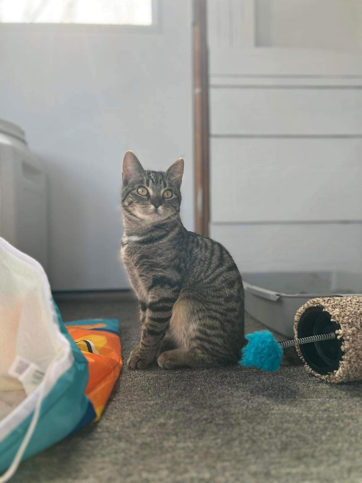 Edith, an adoptable Tabby, Domestic Short Hair in Mankato, MN, 56001 | Photo Image 3