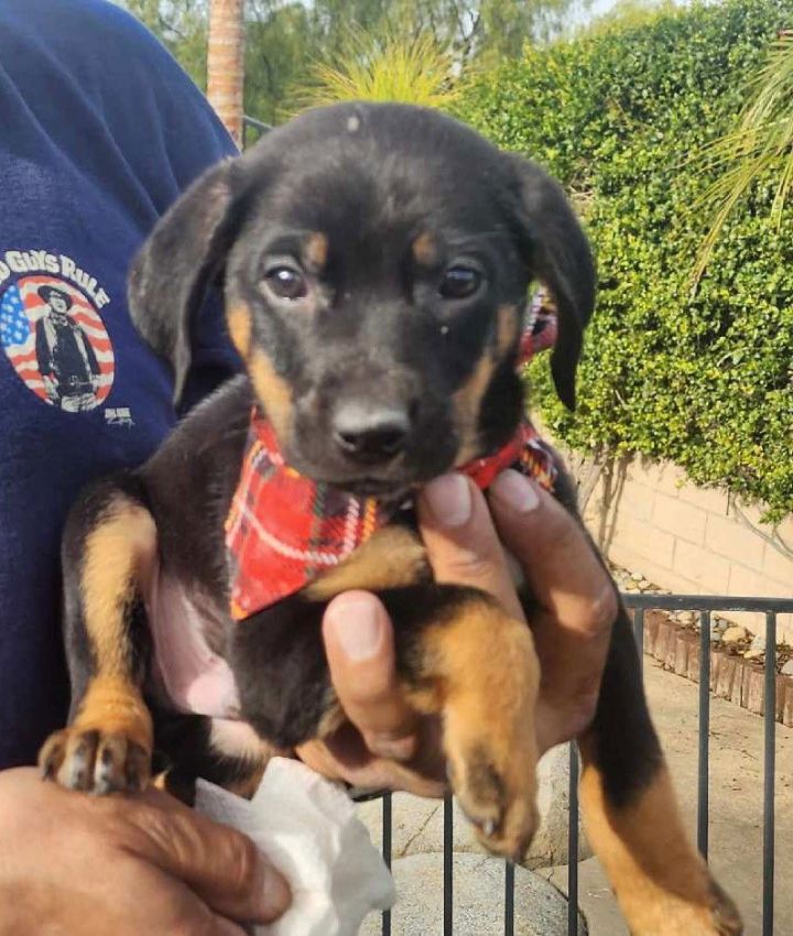 Coonhound german best sale shepherd mix puppy