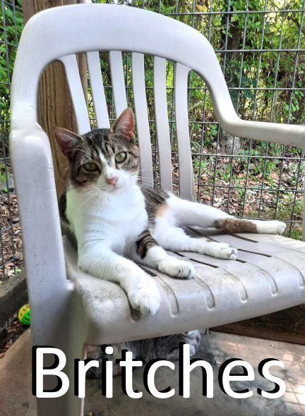 Britches, an adoptable Tabby, Domestic Short Hair in Mountain View, AR, 72560 | Photo Image 1