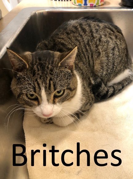 Britches, an adoptable Tabby, Domestic Short Hair in Mountain View, AR, 72560 | Photo Image 2