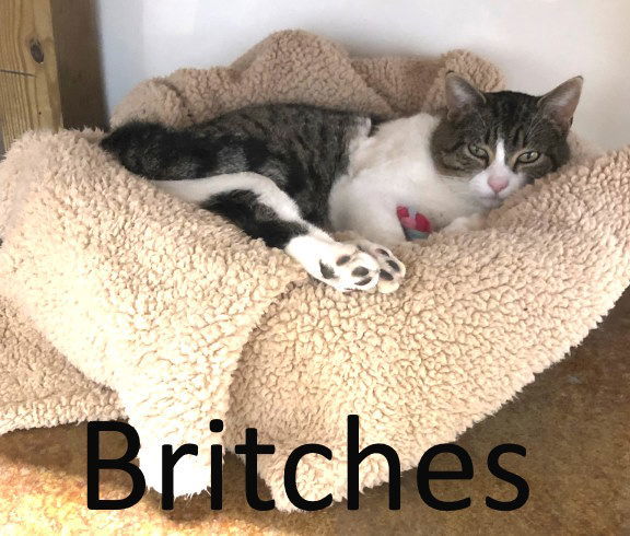 Britches, an adoptable Tabby, Domestic Short Hair in Mountain View, AR, 72560 | Photo Image 2