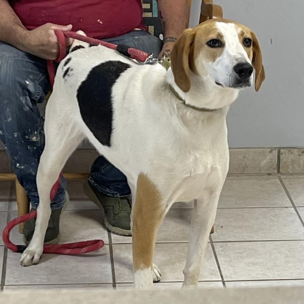 Hopper, an adoptable Foxhound in Camden, DE, 19934 | Photo Image 1