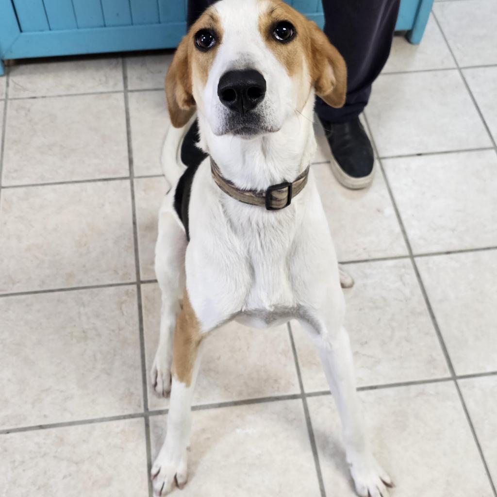 Hopper, an adoptable Foxhound in Camden, DE, 19934 | Photo Image 2