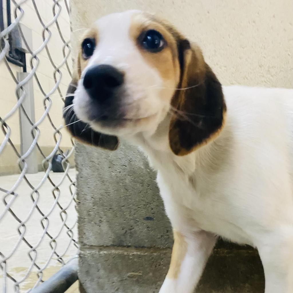 Hopper, an adoptable Foxhound in Camden, DE, 19934 | Photo Image 3