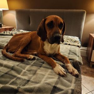 LUCY is a very sweet healthy 2 yr old Red Bone Coon Hound Very friendly playful and loving and g