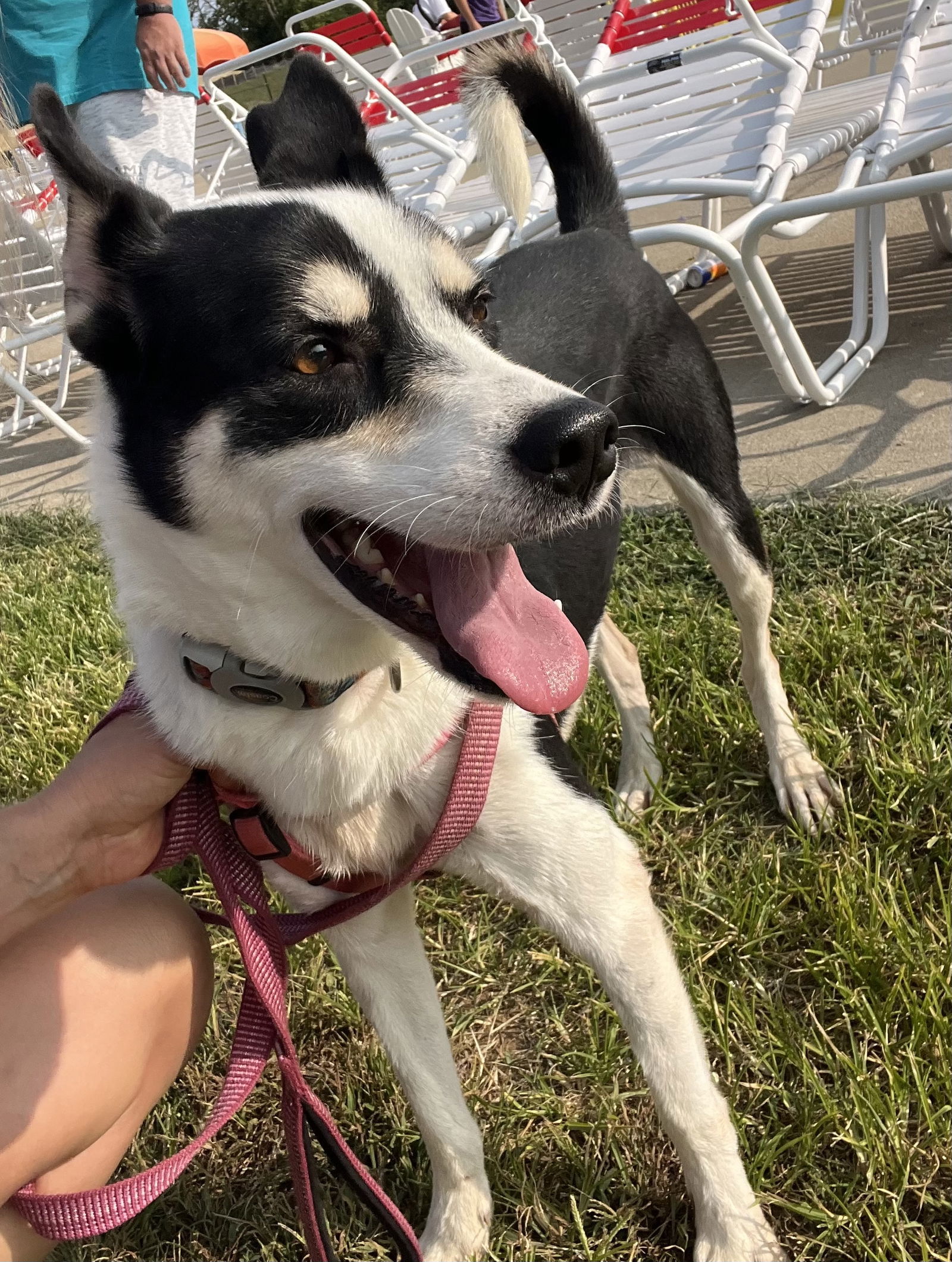 Glitter, an adoptable Husky, Shepherd in Georgetown, KY, 40324 | Photo Image 2