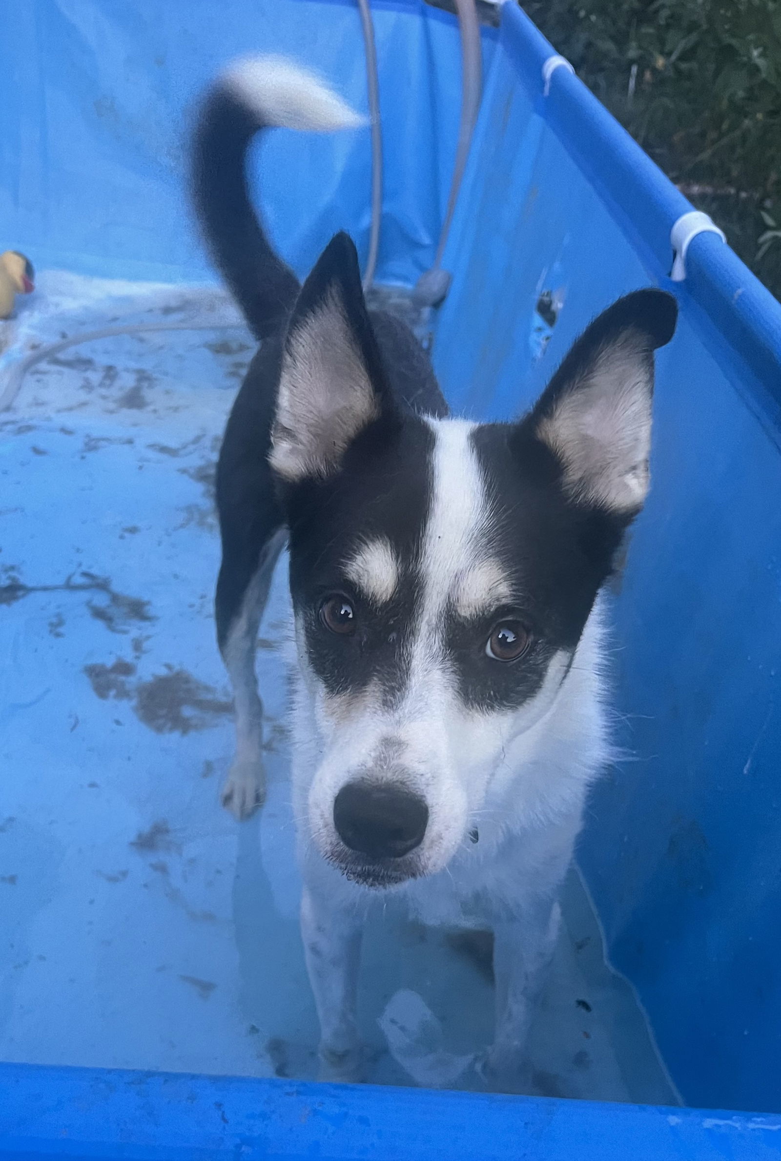 Glitter, an adoptable Husky, Shepherd in Georgetown, KY, 40324 | Photo Image 3