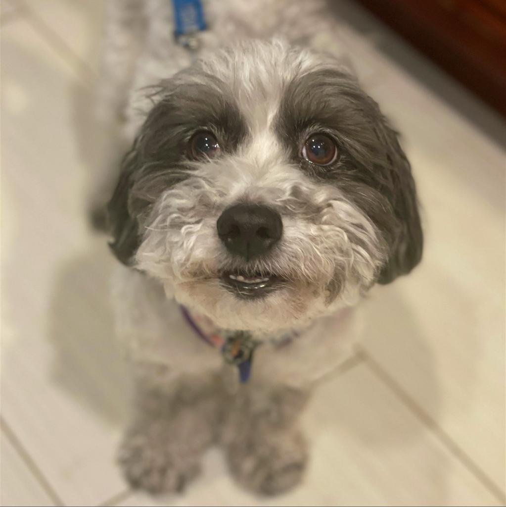 Bobby, an adoptable Poodle, Terrier in Ramona, CA, 92065 | Photo Image 1