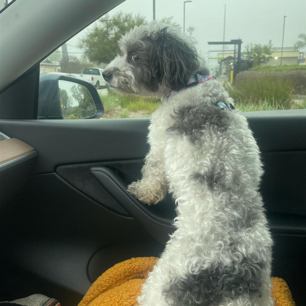 Bobby, an adoptable Poodle, Terrier in Ramona, CA, 92065 | Photo Image 2