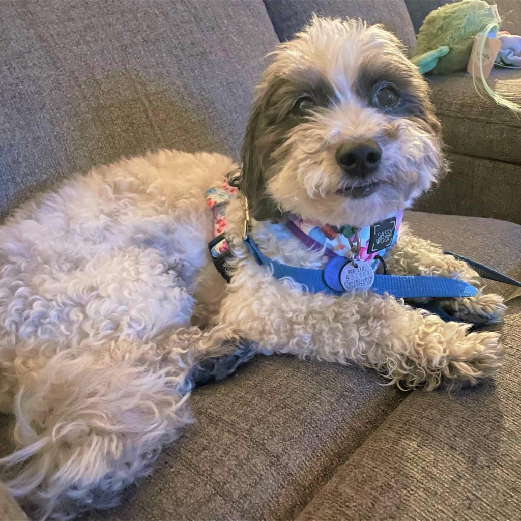 Bobby, an adoptable Poodle, Terrier in Ramona, CA, 92065 | Photo Image 3