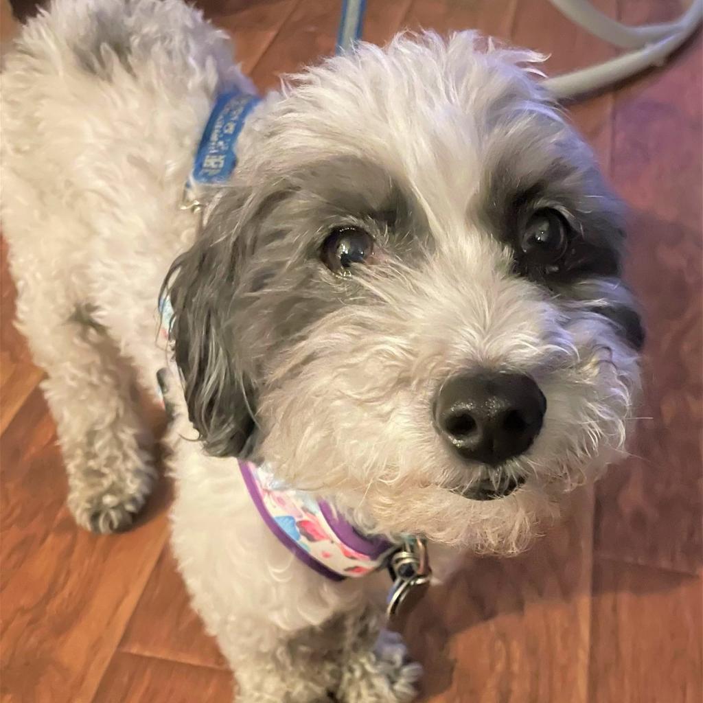 Bobby, an adoptable Poodle, Terrier in Ramona, CA, 92065 | Photo Image 4