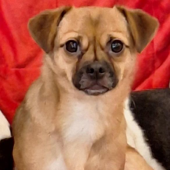 Dog for adoption Jason Onewhitepaw, a Pomeranian & Chihuahua Mix in