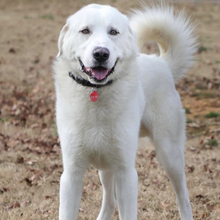 Petfinder big fluffy dog new arrivals