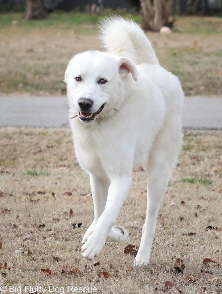 Dog for adoption Cotton an Akbash Mix in Wytheville VA Petfinder