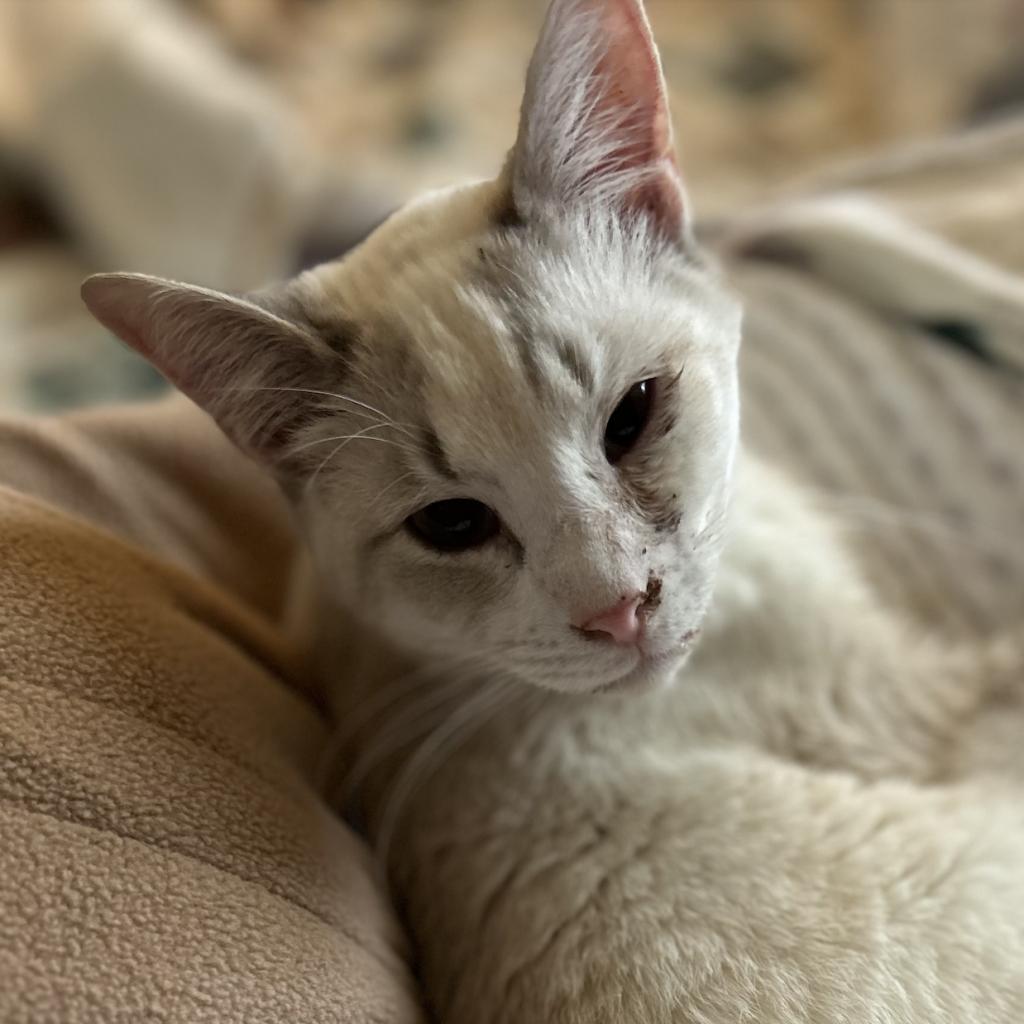 Ivory Wise Humane (Bonded w/Precious Wise Humane), an adoptable Siamese, Snowshoe in Merrifield, VA, 22116 | Photo Image 3