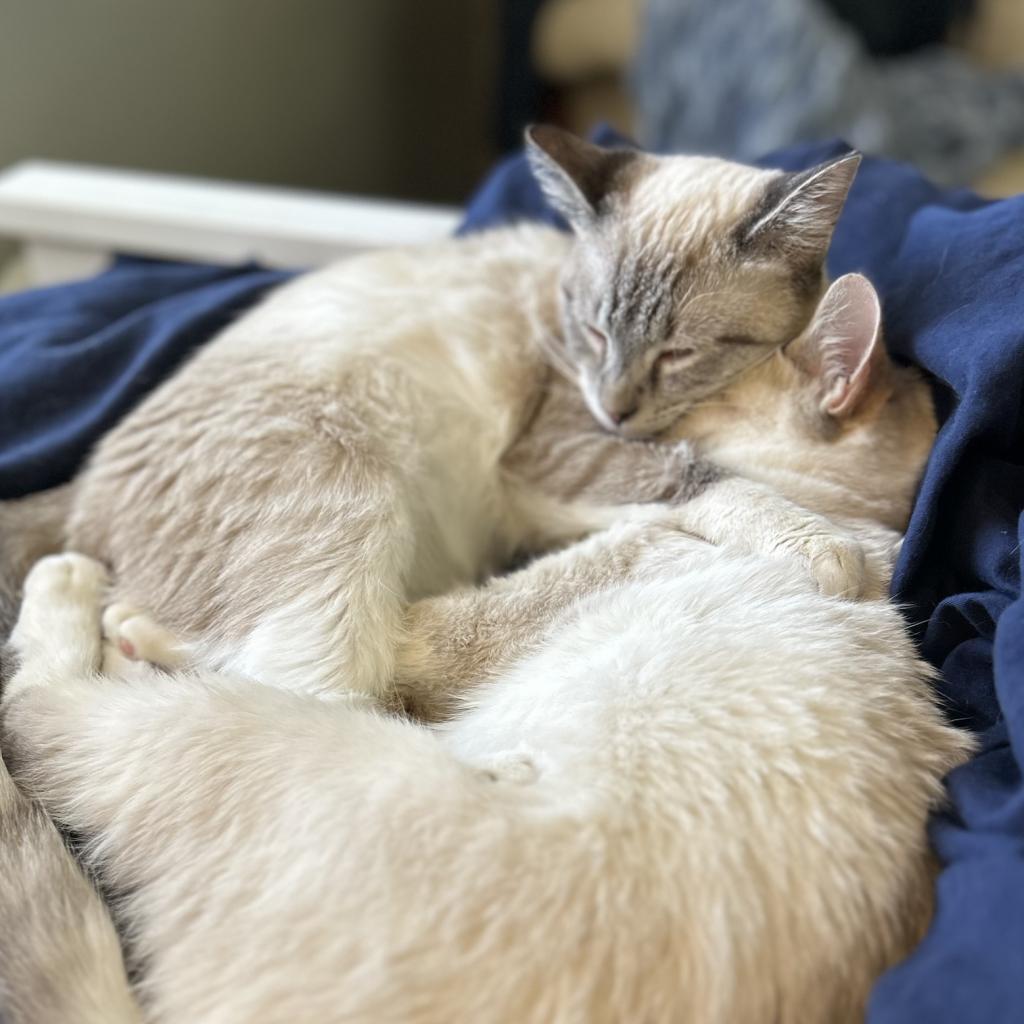 Ivory Wise Humane (Bonded w/Precious Wise Humane), an adoptable Siamese, Snowshoe in Merrifield, VA, 22116 | Photo Image 4