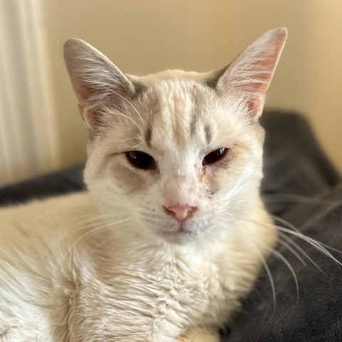 Ivory Wise Humane (Bonded w/Precious Wise Humane), an adoptable Siamese, Snowshoe in Merrifield, VA, 22116 | Photo Image 5