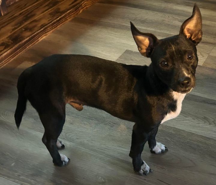 Picasso chihuahua hot sale