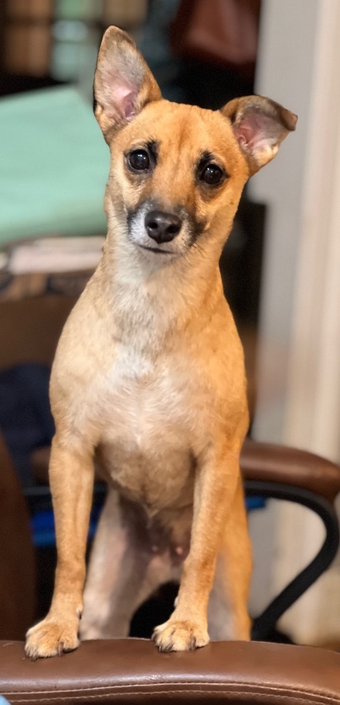 LODA, an adoptable Chihuahua, Feist in Crossville, TN, 38557 | Photo Image 3