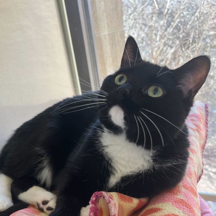 Cat for adoption Beatrice a Domestic Short Hair in Jackson MI