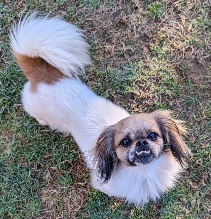 Henry, an adoptable Pekingese & Pomeranian Mix in Greensboro, NC_image-4