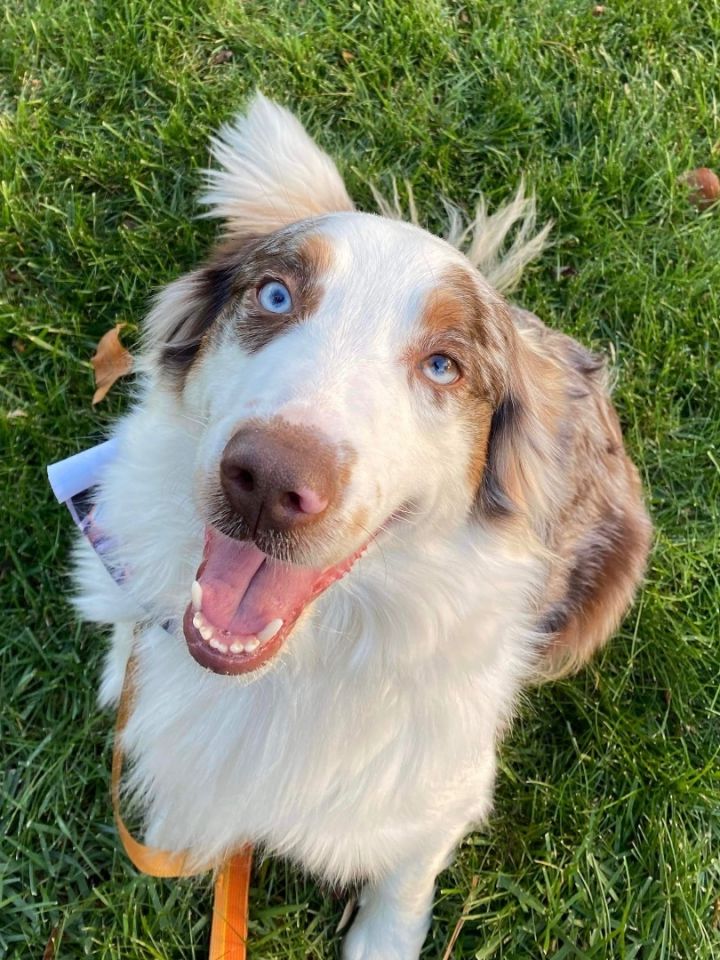 Petfinder best sale australian shepherd