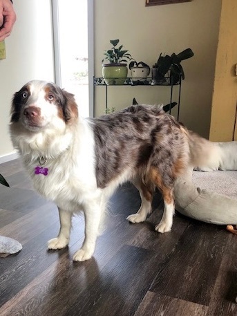 Australian shepherd store rescue mid atlantic