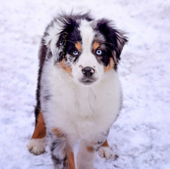 Petfinder mini shop australian shepherd